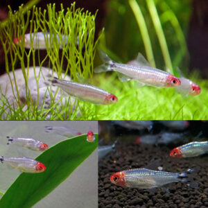 Rummy nose tetra (Ροδόστομος)