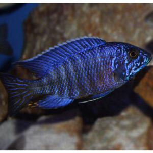 Aulonocara Blue 8-9 εκατ. Male
