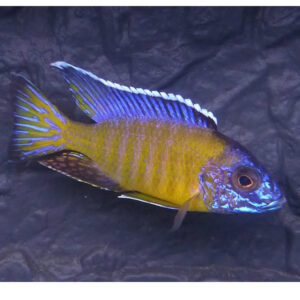 Aulonocara Usisya 7 εκατ.