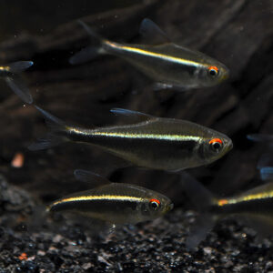 Alternative view of Βlack neon tetra (Hyphessobrycon herbertaxelrodi)