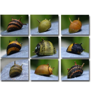 Alternative view of Clithon sowerbyana