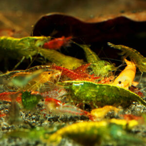 Neocaridina davidi Low grade/mix
