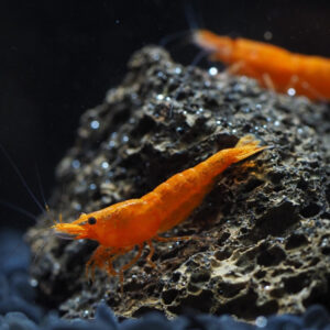 Alternative view of Neocaridina davidi orange