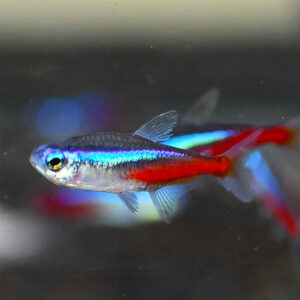 Alternative view of Neon tetra (Paracheirodon innesi)