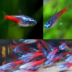 Neon tetra (Paracheirodon innesi)