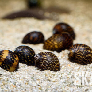 Alternative view of Vittina batik