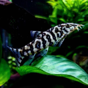 Alternative view of Botia loachata (Yoyo Loach)