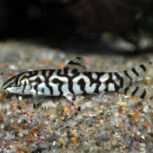 Botia loachata (Yoyo Loach)