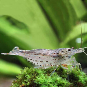 Alternative view of Caridina multidentata (Amano Shrimp)