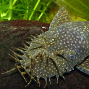 Alternative view of Ancistrus sp.