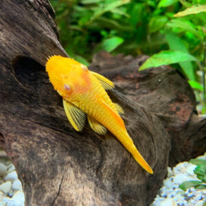 Ancistrus Gold/Albino 3-4 εκατ