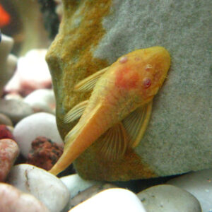 Alternative view of Ancistrus Gold/Albino 3-4 εκατ