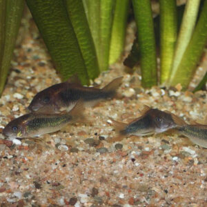 Alternative view of Corydoras Aeneus