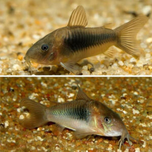 Corydoras Aeneus