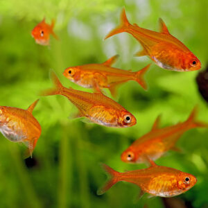 Hyphessobrycon amandae (Ember tetra)