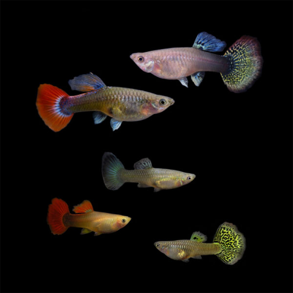 Guppy θηλυκά Mix