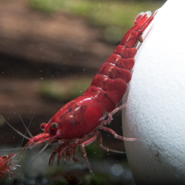 Neocaridina davidi bloody mary