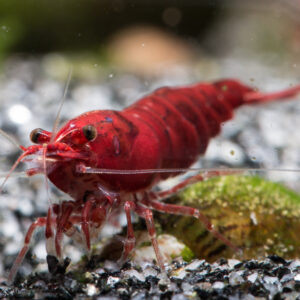 Alternative view of Neocaridina davidi bloody mary