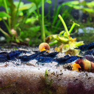 Alternative view of Neocaridina davidi blue velvet