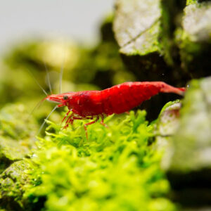 Alternative view of Neocaridina davidi sakura