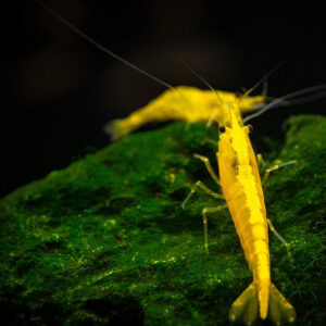 Alternative view of Neocaridina davidi yellow golden top