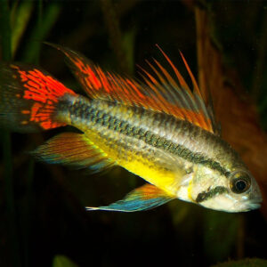 Alternative view of Apistogramma cacatuoides double red/orange M/L θηλυκά