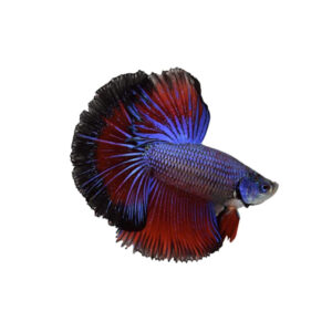 Μονομάχοι Πολύχρωμοι Αρσενικοί (Βetta halfmoon multicolour)