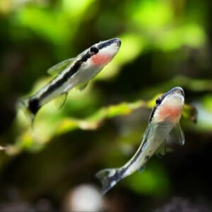 Alternative view of Otocinclus vittatus