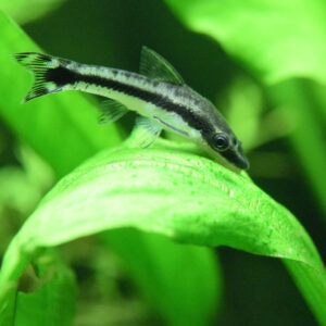 Alternative view of Otocinclus affinis