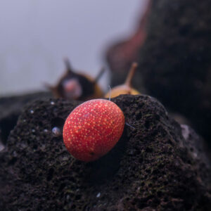 Clithon sp. fancy Pink