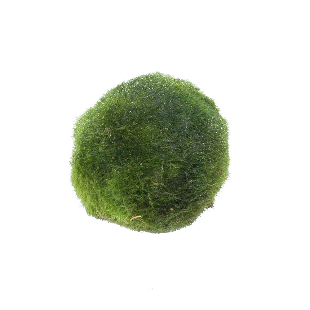 Aegagropila linnaei 2-4 εκατ. (moss ball) - Image 6