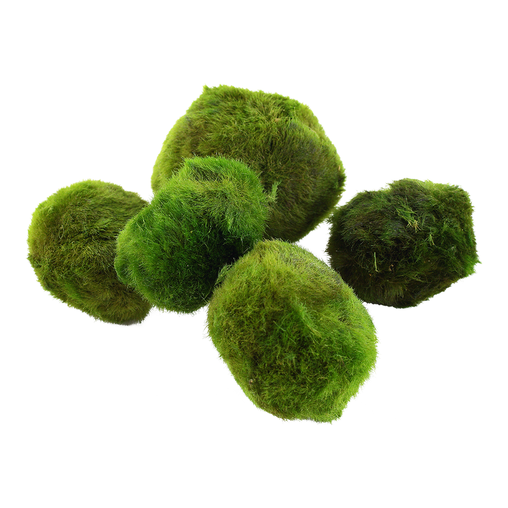 Aegagropila linnaei 2-4 εκατ. (moss ball) - Image 3