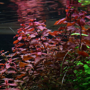 Alternative view of Ludwigia palustris 'Super Red'
