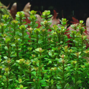 Alternative view of Rotala indica 'Bonsai'