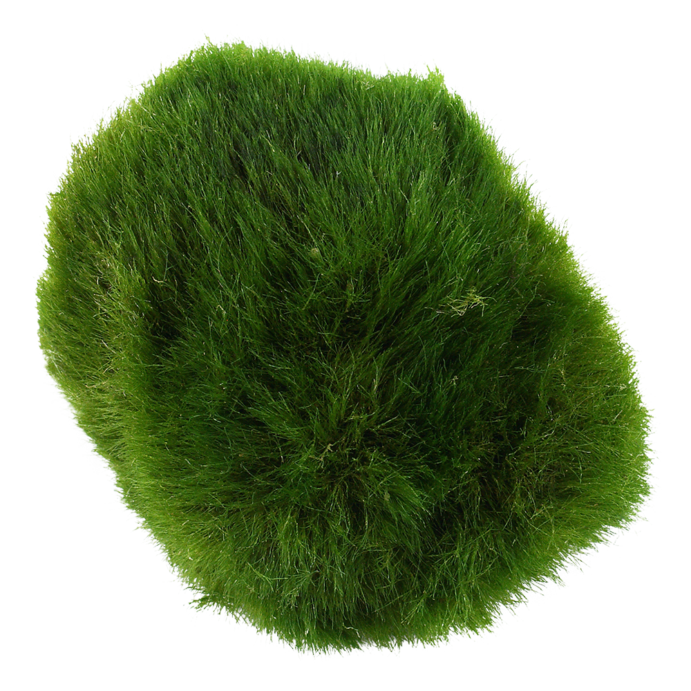 Aegagropila linnaei 2-4 εκατ. (moss ball)