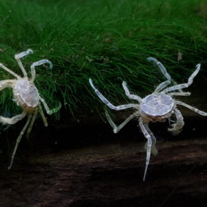 Limnopilos naiyanetri (micro crab ή pill-box crab)