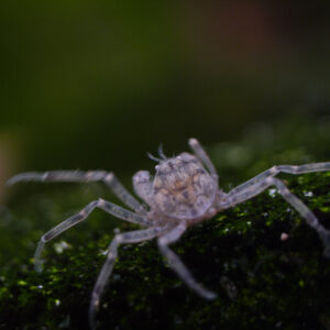Alternative view of Limnopilos naiyanetri (micro crab ή pill-box crab)
