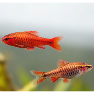 Alternative view of Cherry barb (Barbus titteya)