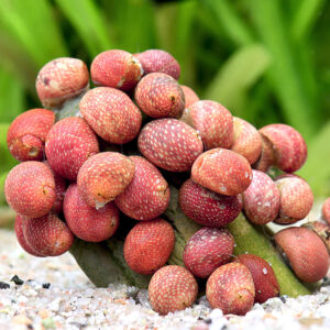 Alternative view of Clithon sp. fancy Pink