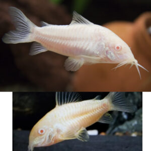 Alternative view of Corydoras aeneus Gold/Albino