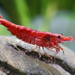 Alternative view of Neocaridina davidi fire red