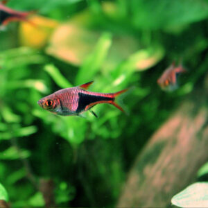 Alternative view of Rasbora/Trigonostigma heteromorpha (Αρλεκίνοι)