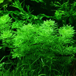 Limnophila sessiliflora