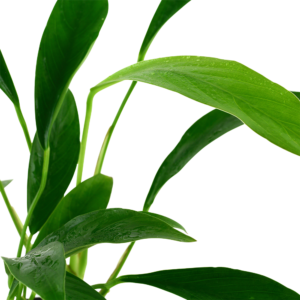 Alternative view of Son Grow Anubias barteri var. Glabra