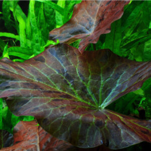 Alternative view of Tropica Nymphaea lotus (019)