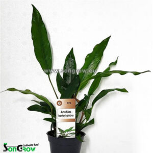 Son Grow Anubias barteri var. Glabra