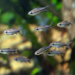 Alternative view of Corydoras Pygmaeus