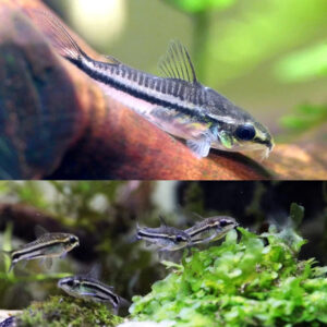 Corydoras Pygmaeus