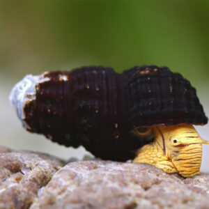 Alternative view of Tylomelania sp. Mini Yellow Snail (Rabbit snail)