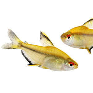 Alternative view of Lemon tetra (Hyphessobrycon pulchripinnis)